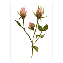 Load image into Gallery viewer, Rose Buds Greeting Cards
