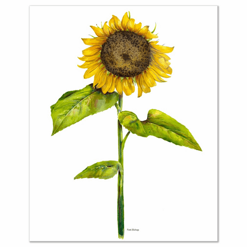 Sunflower Art Print - Patti Bishop Watercolors