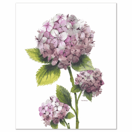 Pink Hydrangea Art Prints - Patti Bishop Watercolors