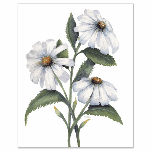 White Daisies Art Prints - Patti Bishop Watercolors