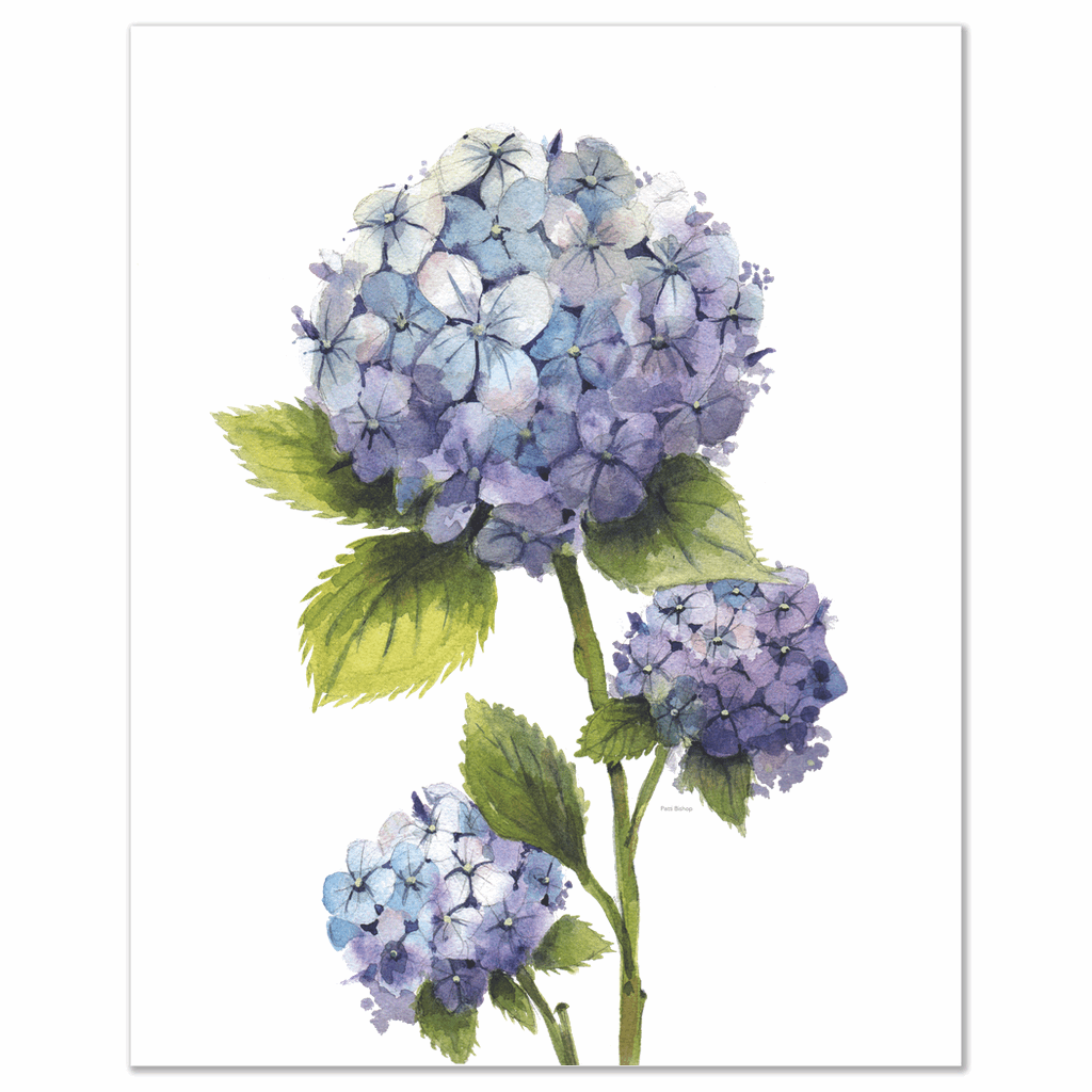 Hydrangea Art Prints - Patti Bishop Watercolors