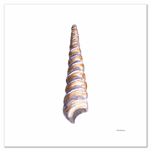 Single Flame Auger Shell Art Print - Patti Bishop Watercolors