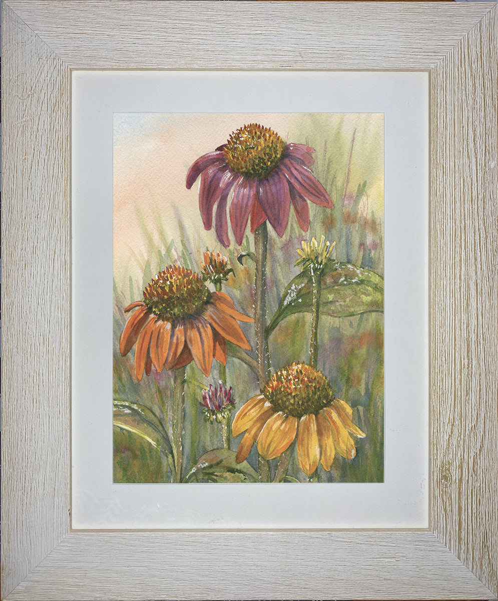 Tricolor Coneflowers Original Watercolors