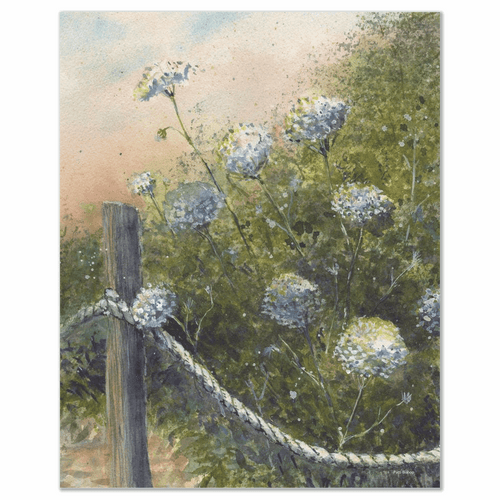 Queen Anne's Lace Art Print - Patti Bishop Watercolors
