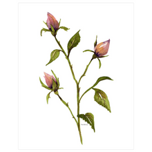 Load image into Gallery viewer, Rose Buds 1 Art Prints
