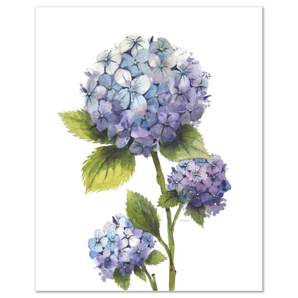 Hydrangea Art Prints