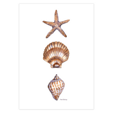 Load image into Gallery viewer, Tan Shells Greeting Cards

