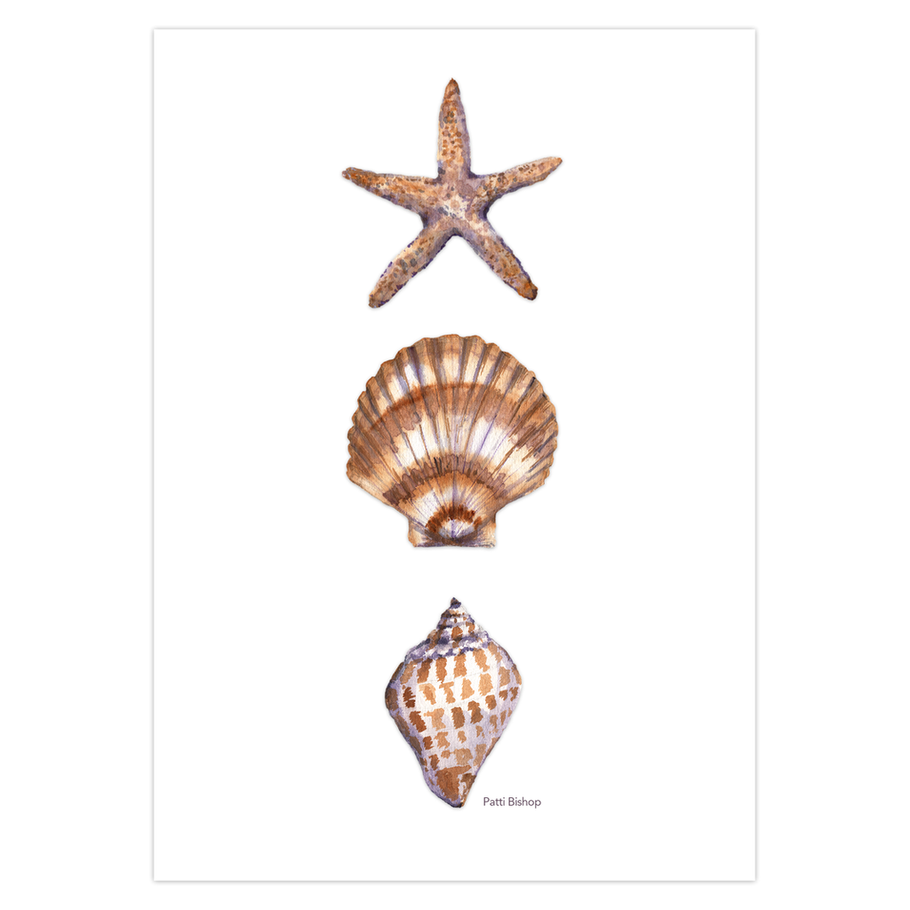 Tan Shells Greeting Cards
