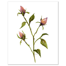 Load image into Gallery viewer, Rose Buds 1 Art Prints
