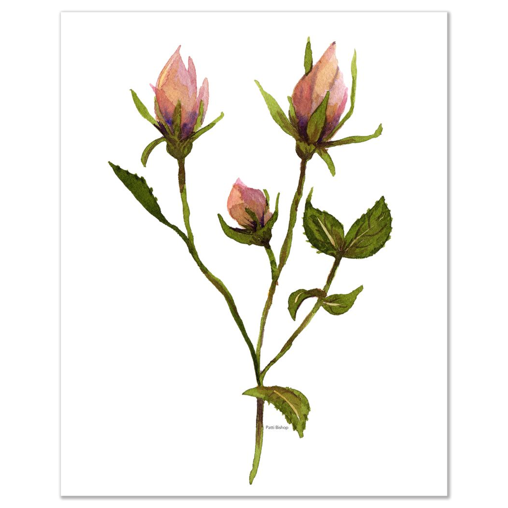 Rose Buds 2 Art Prints