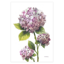 Load image into Gallery viewer, Pink Hydrangea Greeting Cards

